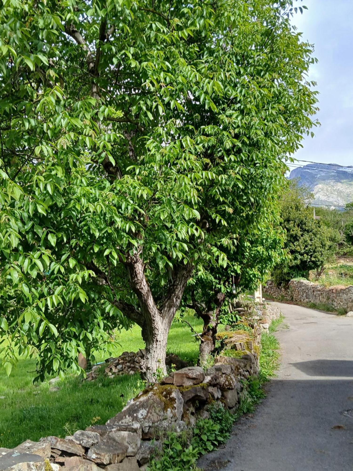Picos De Europa Suites And Rooms Турьено Экстерьер фото